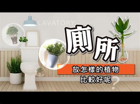 多肉植物廁所|多肉植物可以放廁所嗎？6種適合浴室的植物推薦 